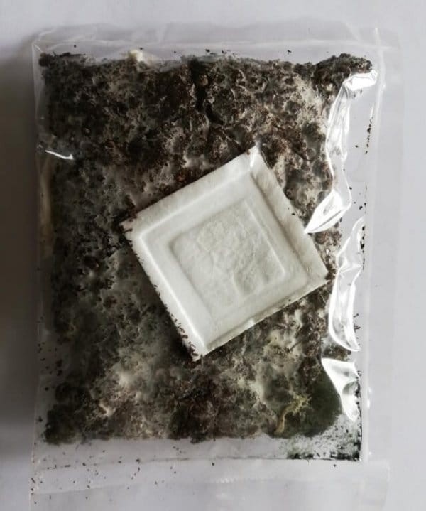 Podgrzybek brunatny środek opakowania grzybni