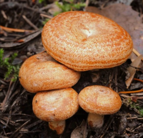 Grzybnia Mleczaj rydz ziarno 10g