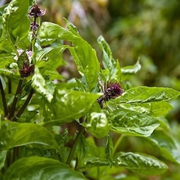 Bazylia właściwa tajska Siam Queen (Ocimum basilicum) nasiona 1g LUX (3).jpg