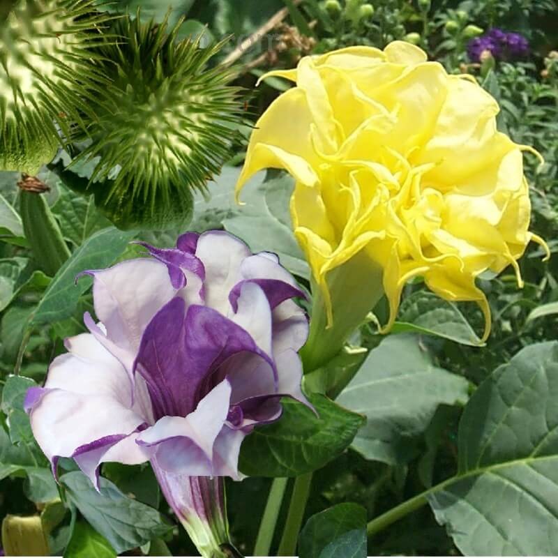 Bieluń Surmikwiat (Datura Metel) Datura o pełnych kwiatach nasiona 0,2g (1).jpg