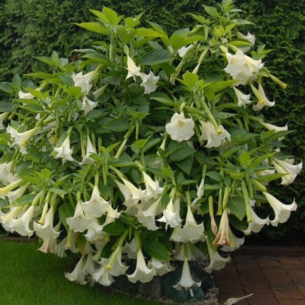 Bieluń Surmikwiat (Datura Metel) Datura o pełnych kwiatach nasiona 0,2g (2).jpg