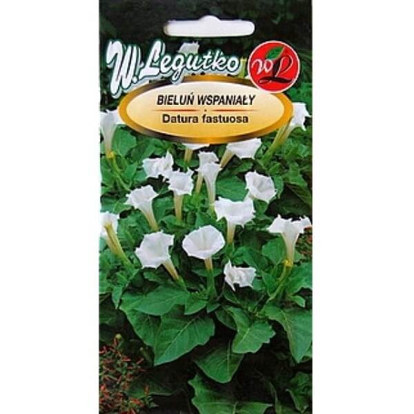 Bieluń surmikwiat biały Anielskie Trąby (Datura metel) nasiona 0,5g (1).jpeg