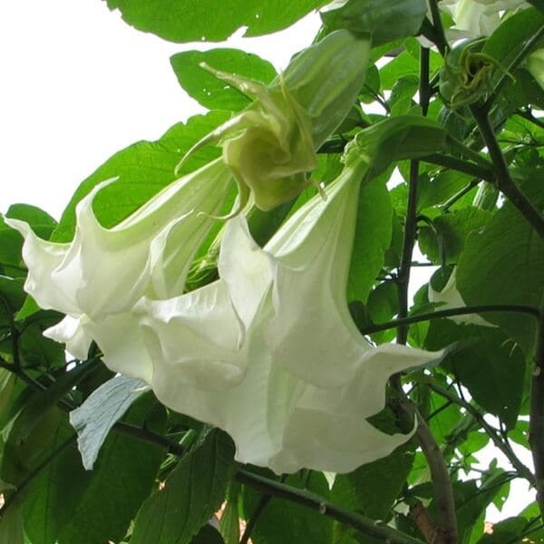 Bieluń surmikwiat biały Anielskie Trąby (Datura metel) nasiona 0,5g (1).jpg