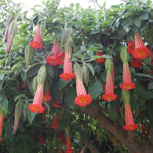 Datura Czerwona (Brungmansia Sanguinea)  (3).jpg