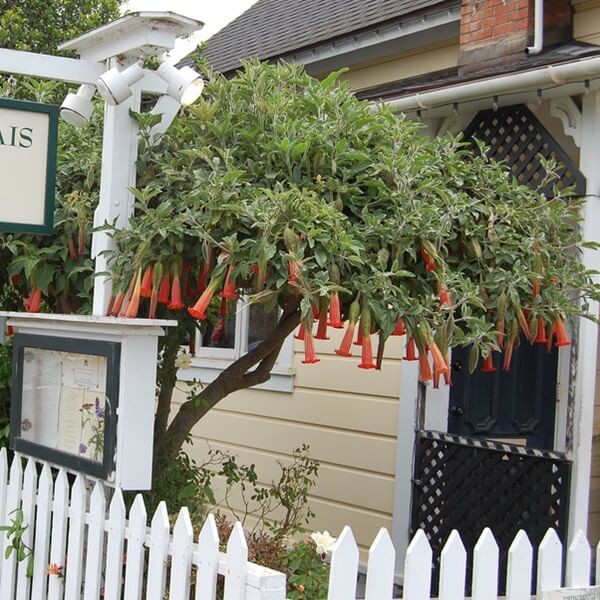 Datura Czerwona (Brungmansia Sanguinea)  (1).jpg
