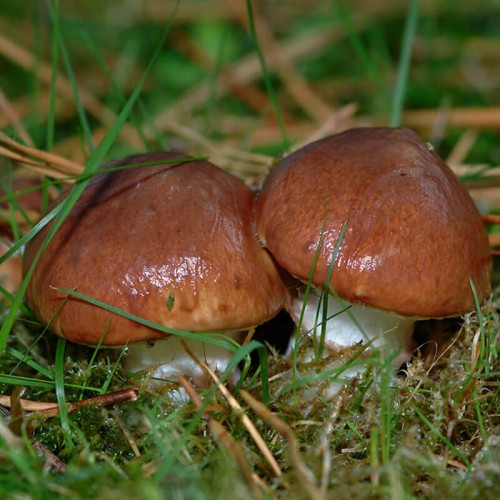 Grzybnia Maślak zwyczajny ziarno 10g