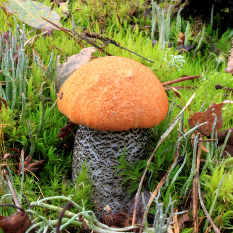 Koźlarz pomarańczowo-żółty grzybnia.jpeg