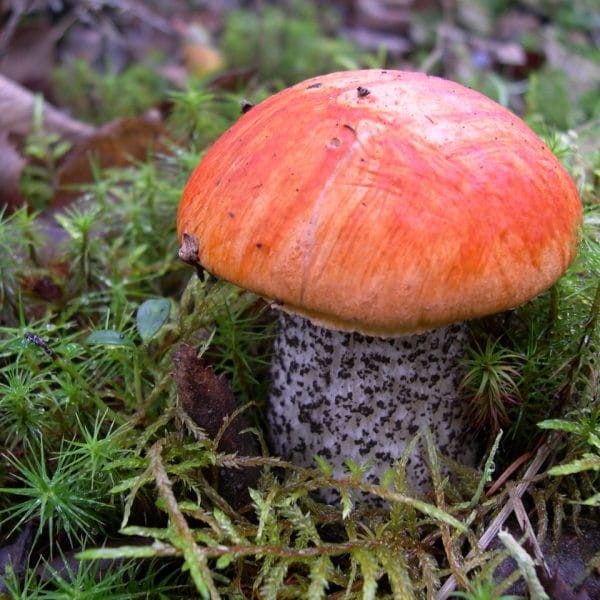 Koźlarz pomarańczowo-żółty ogród.jpg