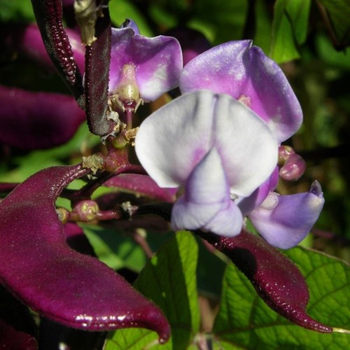 Fasolnik Egipski nasiona 3g