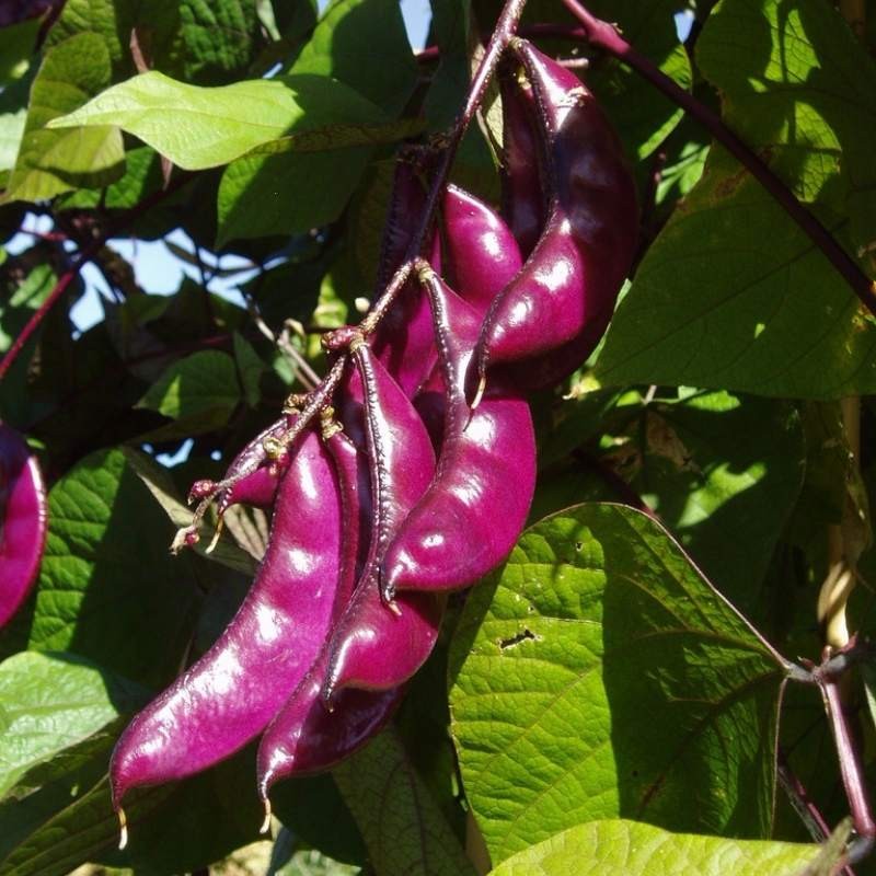 Fasolnik egipski nasiona 3g (3).jpg