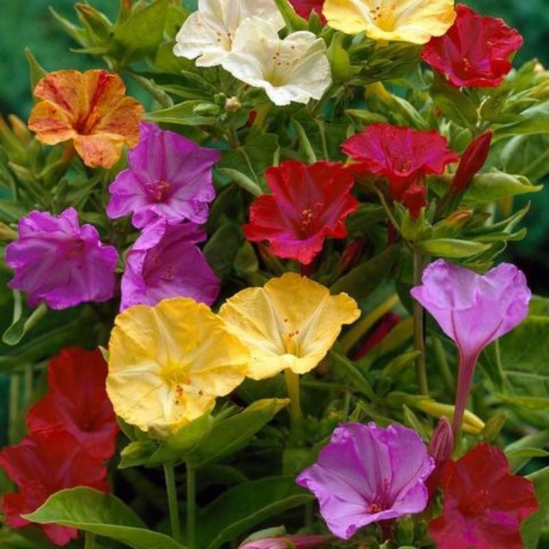 Dziwaczek nasiona 2g (3).jpg