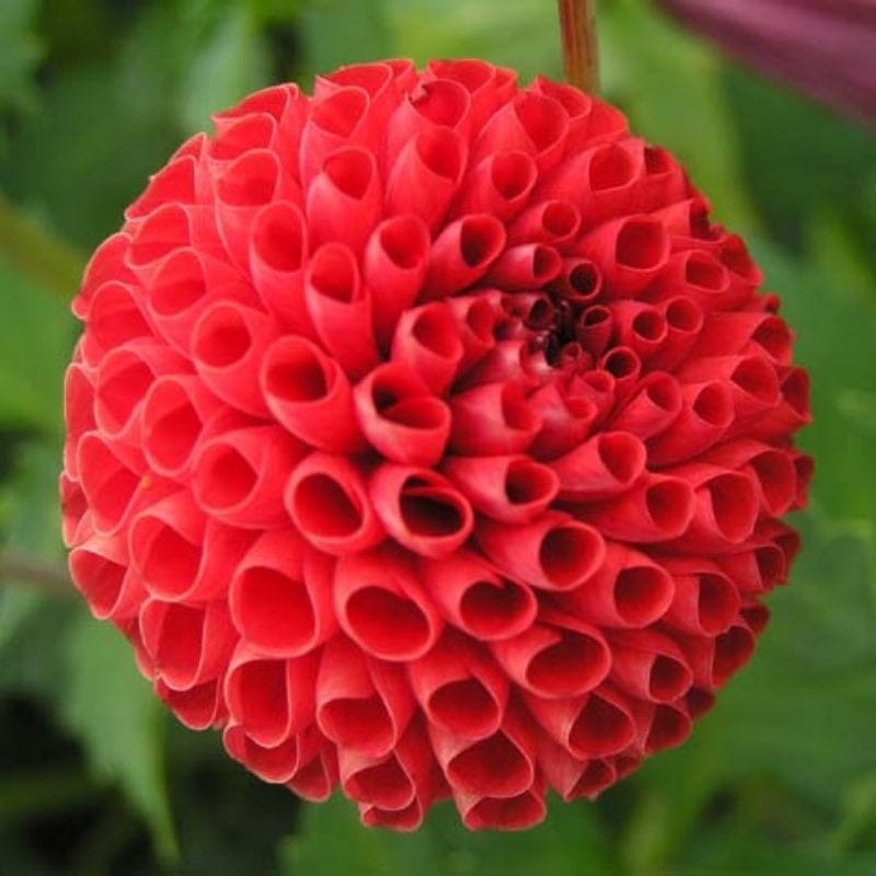 Dalia pomponowa zmienna mieszanka nasiona 1g (3).jpg