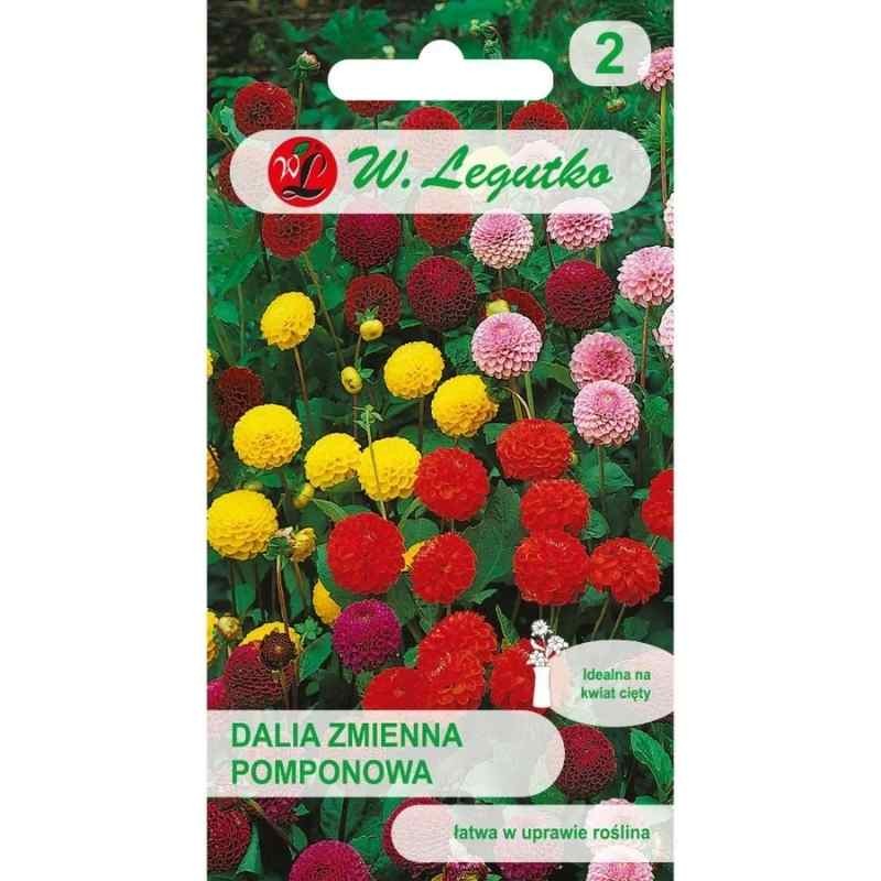 Dalia pomponowa zmienna mieszanka nasiona 1g (2).jpg