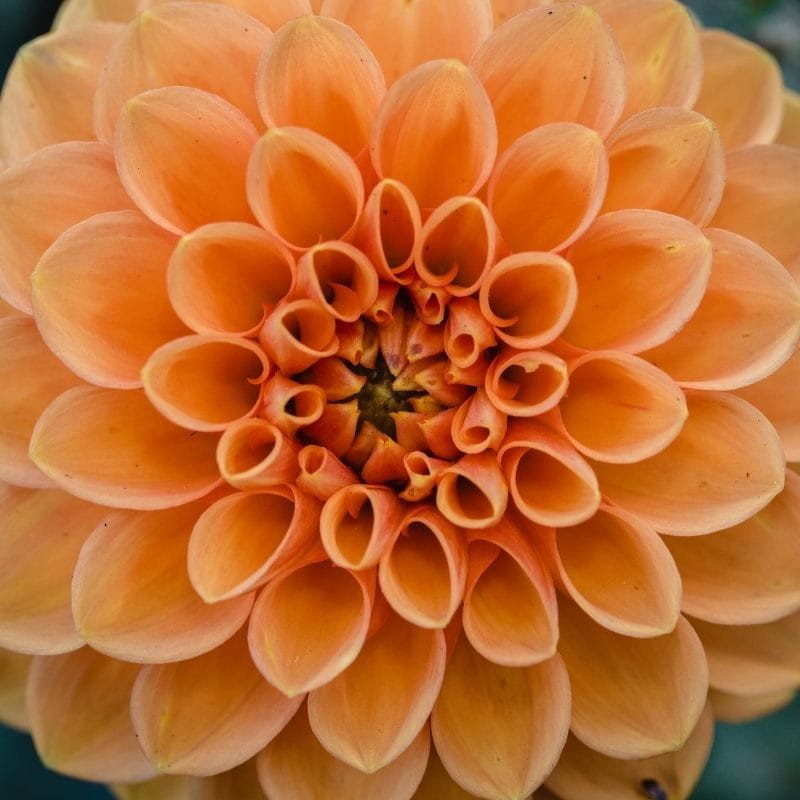 Dalia pomponowa zmienna mieszanka nasiona 1g (1).jpg