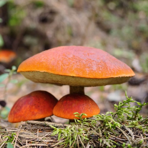 Grzybnia Koźlarz czerwony ziarno 10g