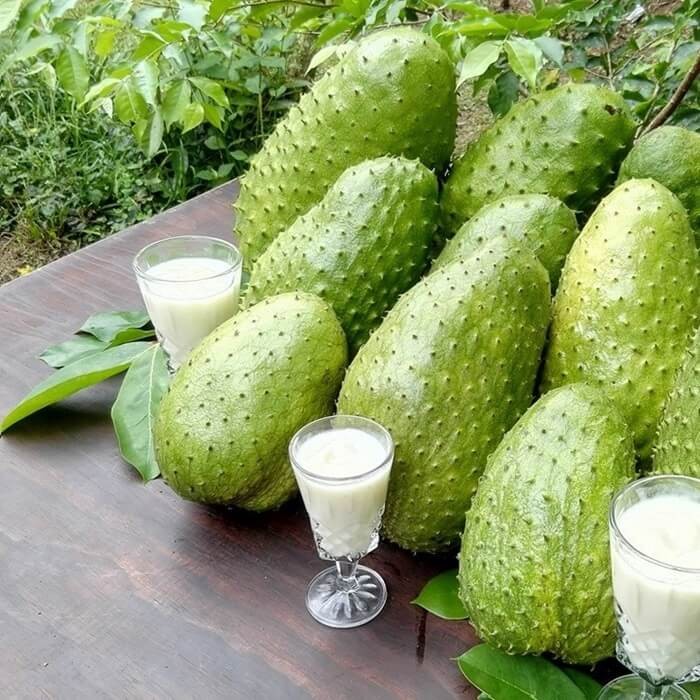 Graviola Guanabana (Annona muricata L.) nasiona (1).jpg