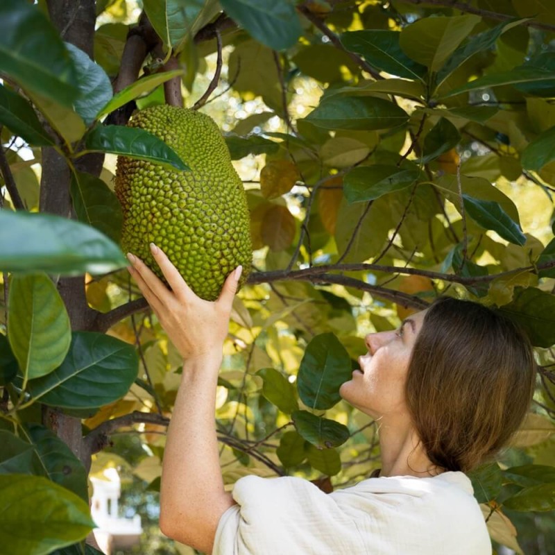 Graviola Guanabana (Annona muricata L.) nasiona (2).jpg