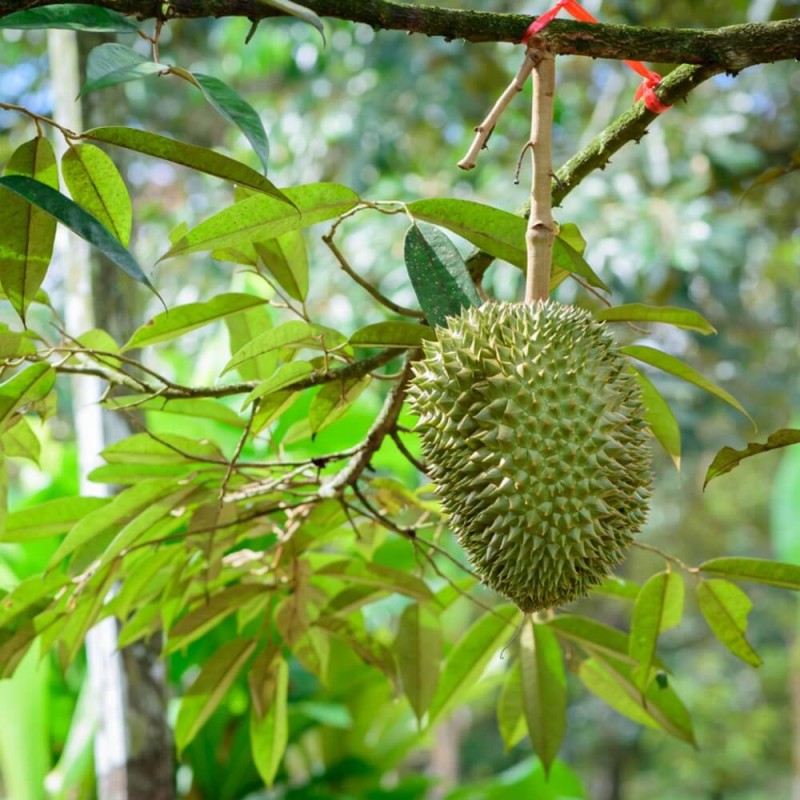 Graviola Guanabana (Annona muricata L.) nasiona (3).jpg