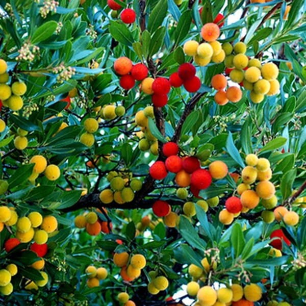 Drzewko truskawkowe (Arbutus unedo) 0,1g (1).jpg