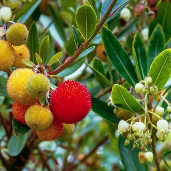 Drzewko truskawkowe (Arbutus unedo) 0,1g (2).jpg