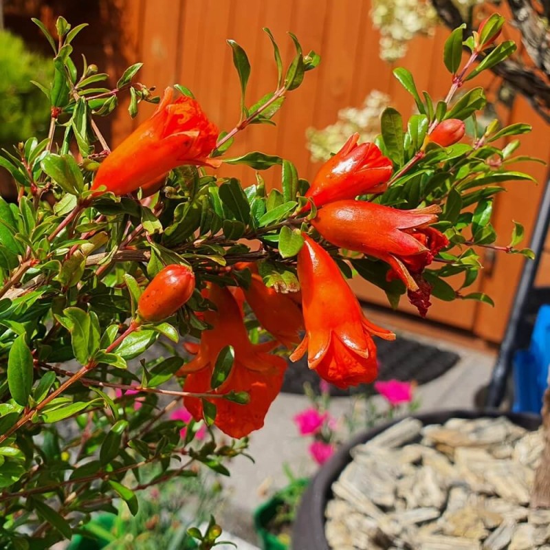 Granat karłowy 'NANA' (Punica Granatum Nana) nasiona 30 szt (1).jpg