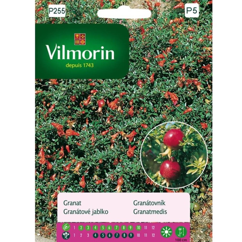 Granat karłowy 'NANA' (Punica Granatum Nana) nasiona 30 szt (2).jpg