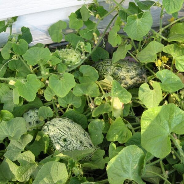 Kiwano (Cucumis metuliferus) Afrykański ogórek nasiona 0,2g (3).jpg