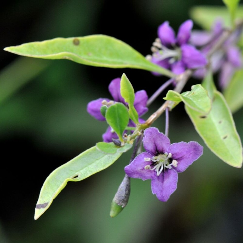 Jagody Goji  nasiona 0,1g (1).jpg