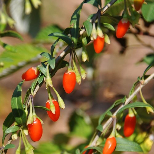 Jagody Goji nasiona 0,1g