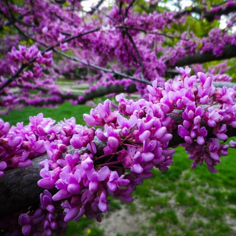 Judaszowiec Południowy (Cercis siliquastrum) nasiona  (2).jpg