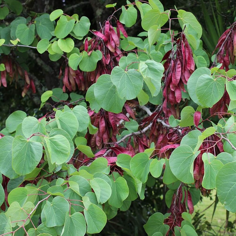 Judaszowiec Południowy (Cercis siliquastrum) nasiona  (1).JPG