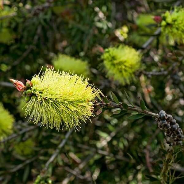 Kuflik zielony (Callistemon pinifolius filaments green) nasiona (1).jpeg