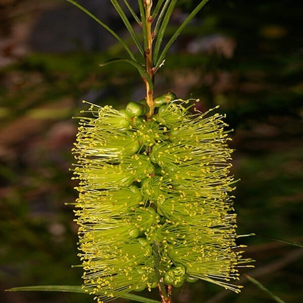 Kuflik zielony (Callistemon pinifolius filaments green) nasiona (1).jpg