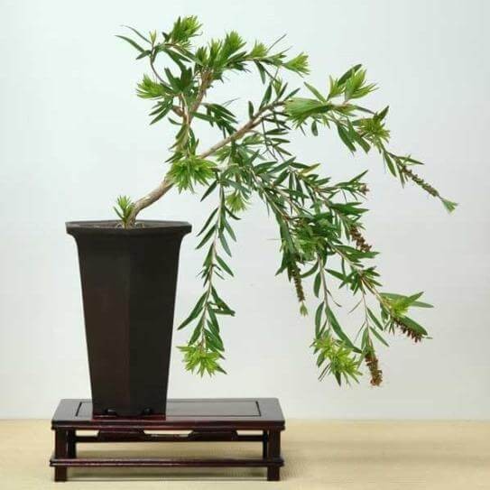 Kuflik zielony (Callistemon pinifolius filaments green) nasiona (2).JPG