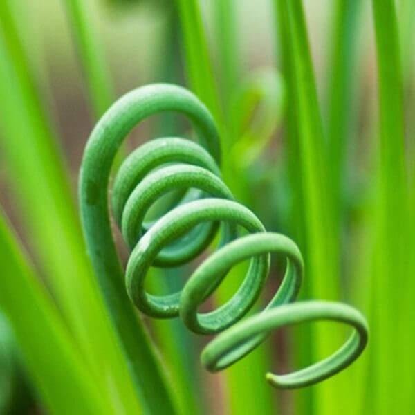 Kręcona trawka (Albuca namaquensis) nasiona (1).jpg