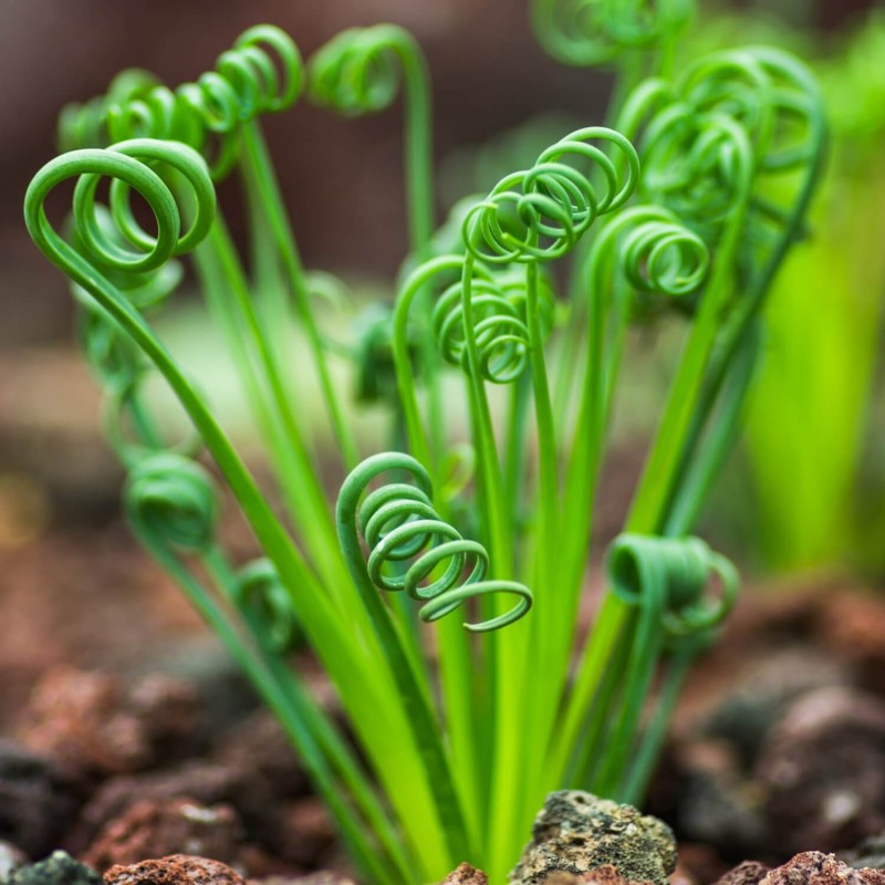 Kręcona trawka (Albuca namaquensis) nasiona (2).jpg