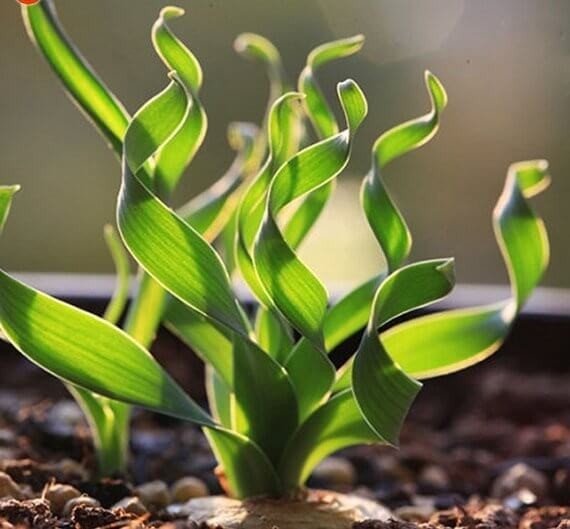 Kręcona trawka (Albuca namaquensis) nasiona (3).jpg