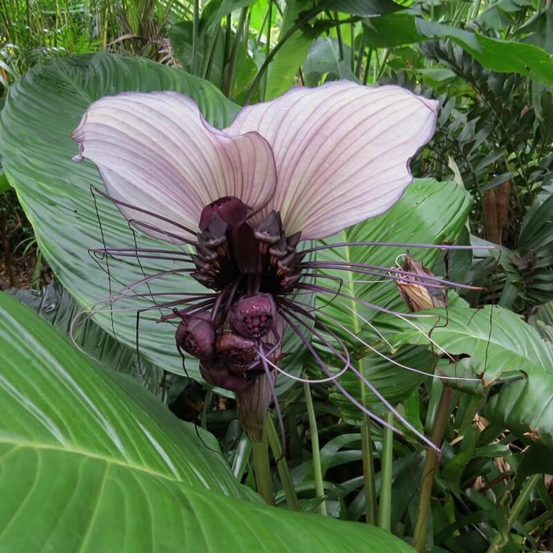 Kwiat Nietoperz Biały (Tacca integrifolia) nasiona.jpg