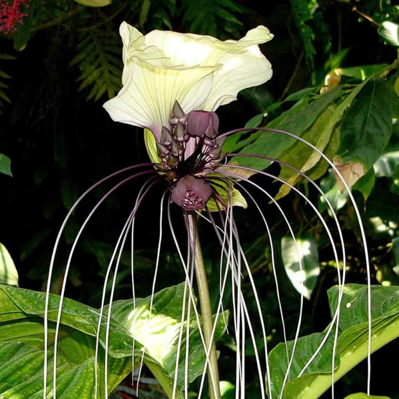 Kwiat Nietoperz Biały (Tacca integrifolia) nasiona (1).jpg