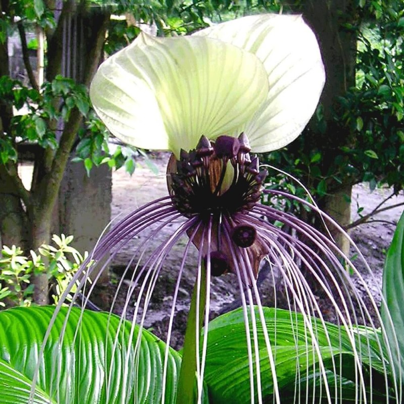 Kwiat Nietoperz Biały (Tacca integrifolia) nasiona (2).jpg