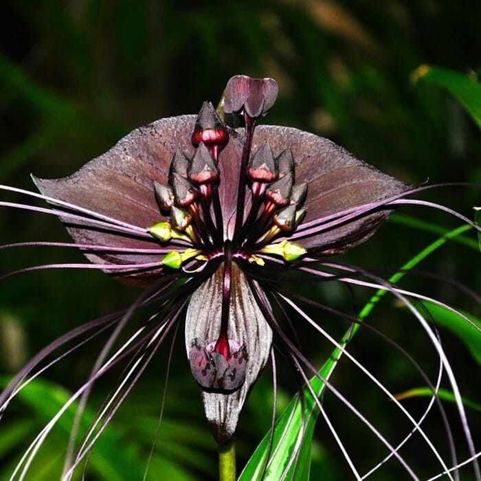 Kwiat Nietoperz Czarny (Tacca chantrieri ) nasiona (1).jpg
