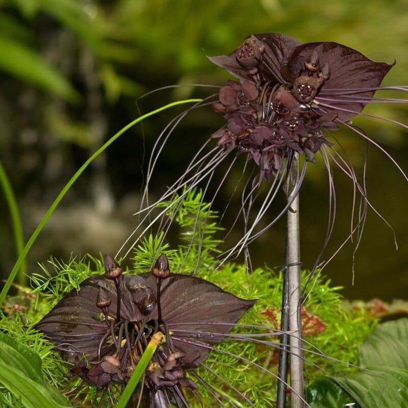 Kwiat Nietoperz Czarny (Tacca chantrieri ) nasiona (2).jpg