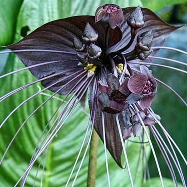 Kwiat Nietoperz Czarny (Tacca chantrieri ) nasiona (3).jpg