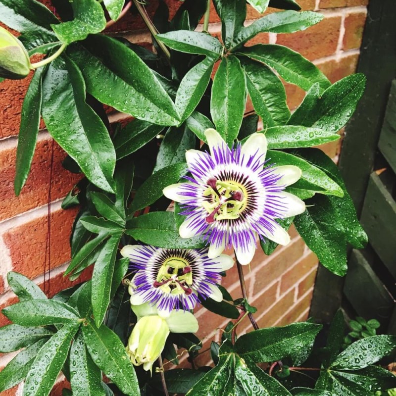 Męczennica biała (Passiflora capsularis) nasiona (2).jpg