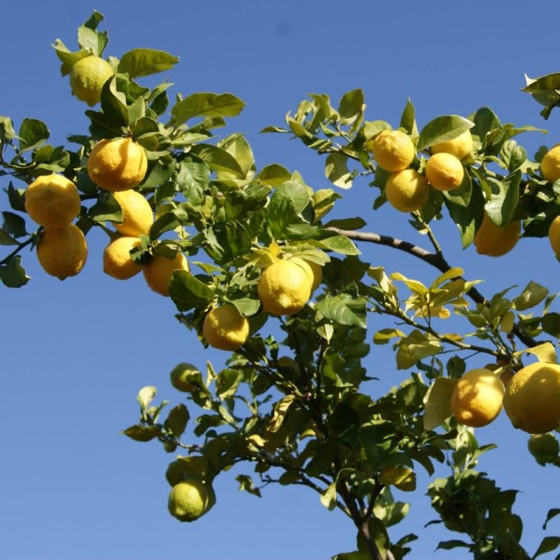 Marula - Drzewo Słoni (Sclerocarya birrea) nasiona (1).JPG