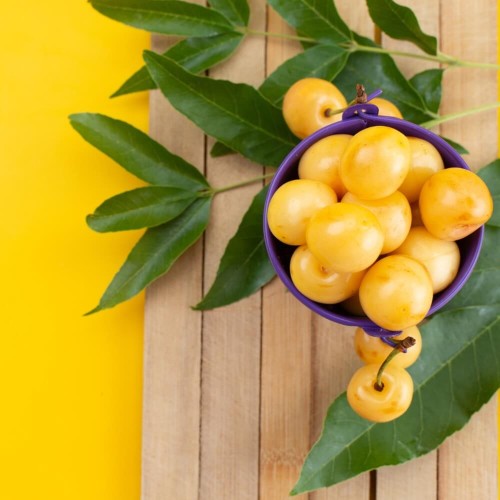 Marula - Drzewo Słoni