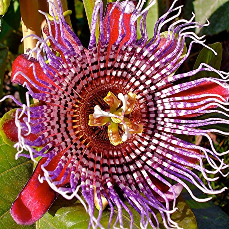 Męczennica Olbrzymia (Passiflora quadrangularis) nasiona (1).JPG