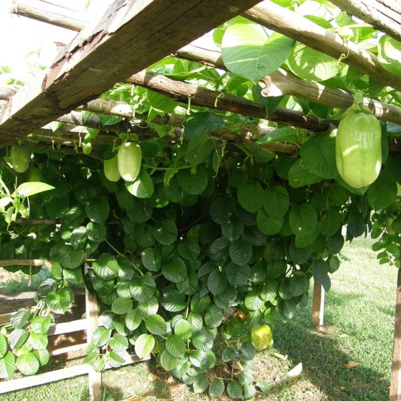 Męczennica Olbrzymia (Passiflora quadrangularis) nasiona (2).jpg