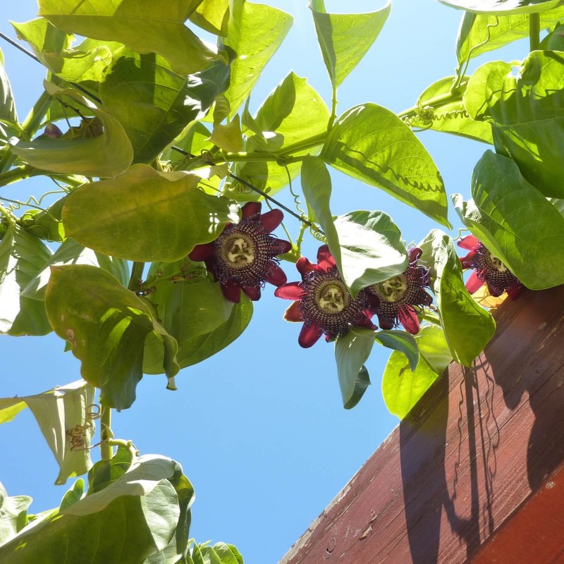 Męczennica Olbrzymia (Passiflora quadrangularis) nasiona (3).jpg