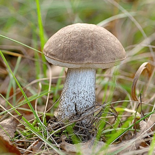 Grzybnia Koźlarz babka mikoryza XXL 100g